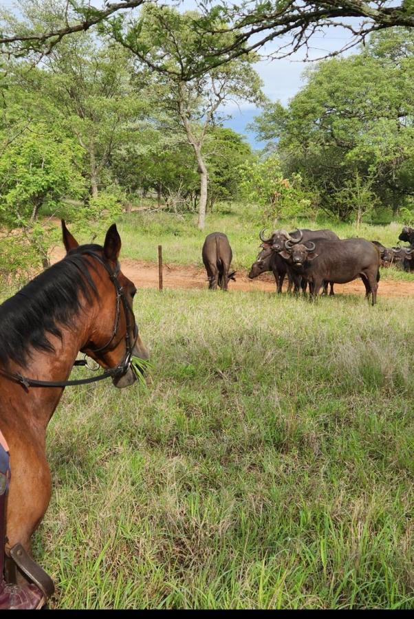 Wild Ride Safaris And Bush Camp Villa Hoedspruit Exterior foto